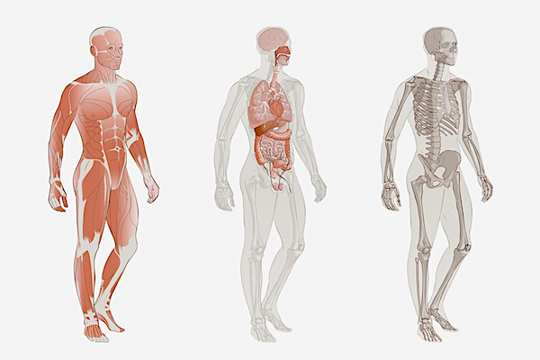 MH Clinique - Catégorie Prestation - Médecine Nutritionnelle - Le Corps Humain